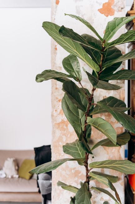 Give One Big Plant Room to Work