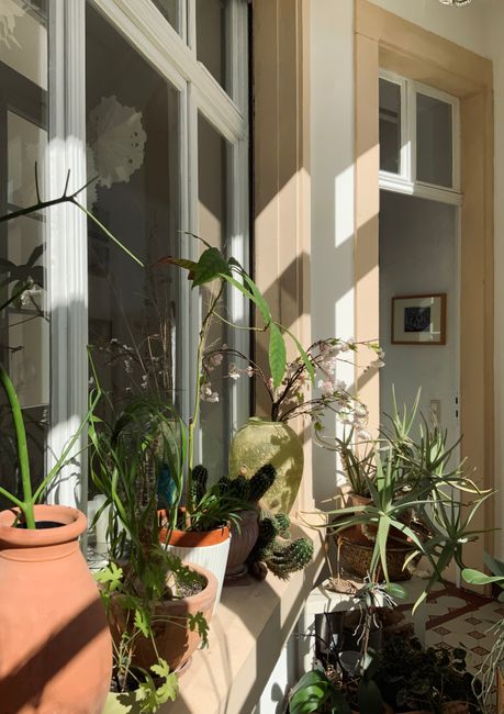 Before You Buy the Plant, Read the Window